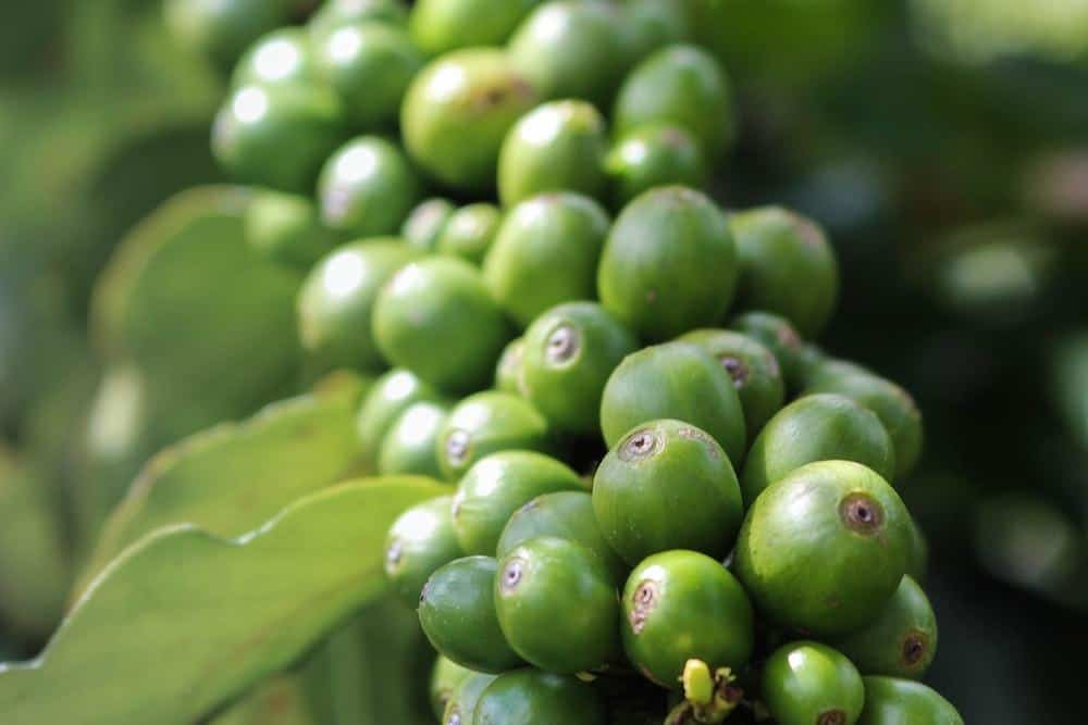 Close-up of coffee beans: are coffee beans classified as beans or seeds?