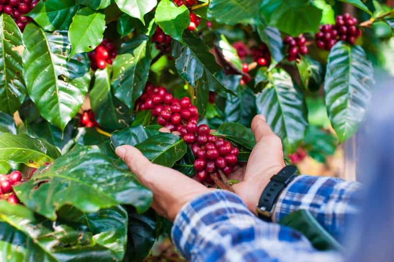 Caffeine-rich coffee beans displayed against a background of coffee cups