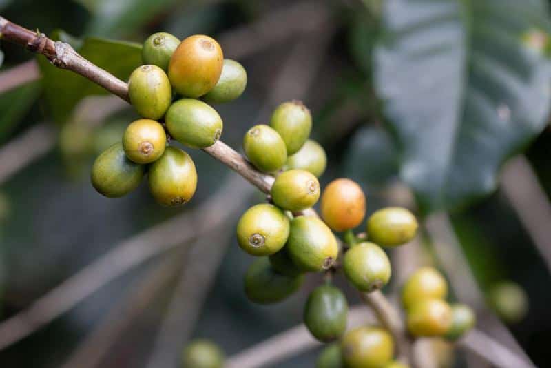 A farmer holding a handful of ripe catuai coffee cherries