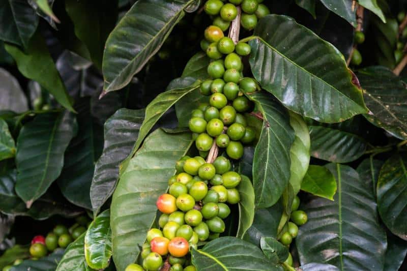 Caturra coffee beans bunched on branch; leaves in background. On hawaii's big island