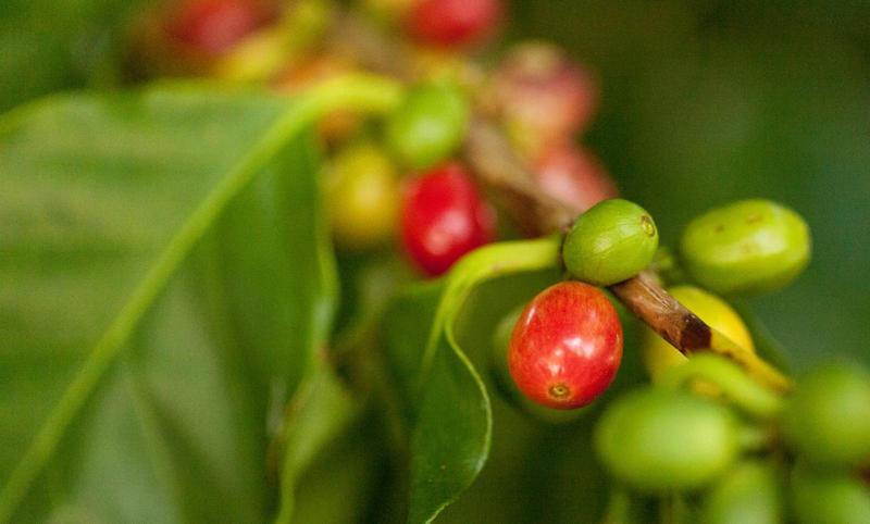 A bag of caturra coffee featuring a unique and enticing flavor