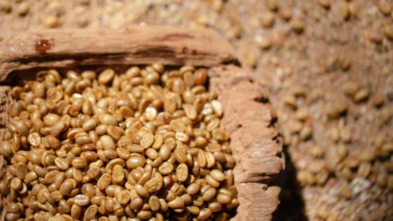 Farmer's preparing coffee beans for planting, agriculture concept.