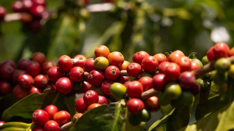 High-quality coffee beans for planting, ensuring optimal growth and rich flavors