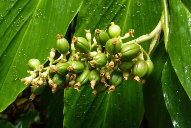 Young coffee plant with healthy foliage, ready for cultivation