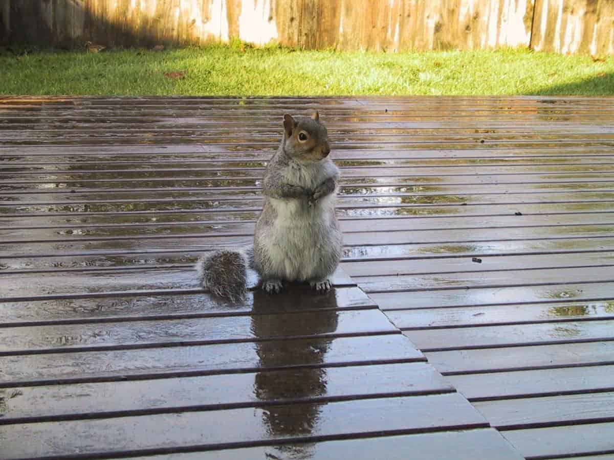 Coffee grounds acting as a natural squirrel repellent in the garden