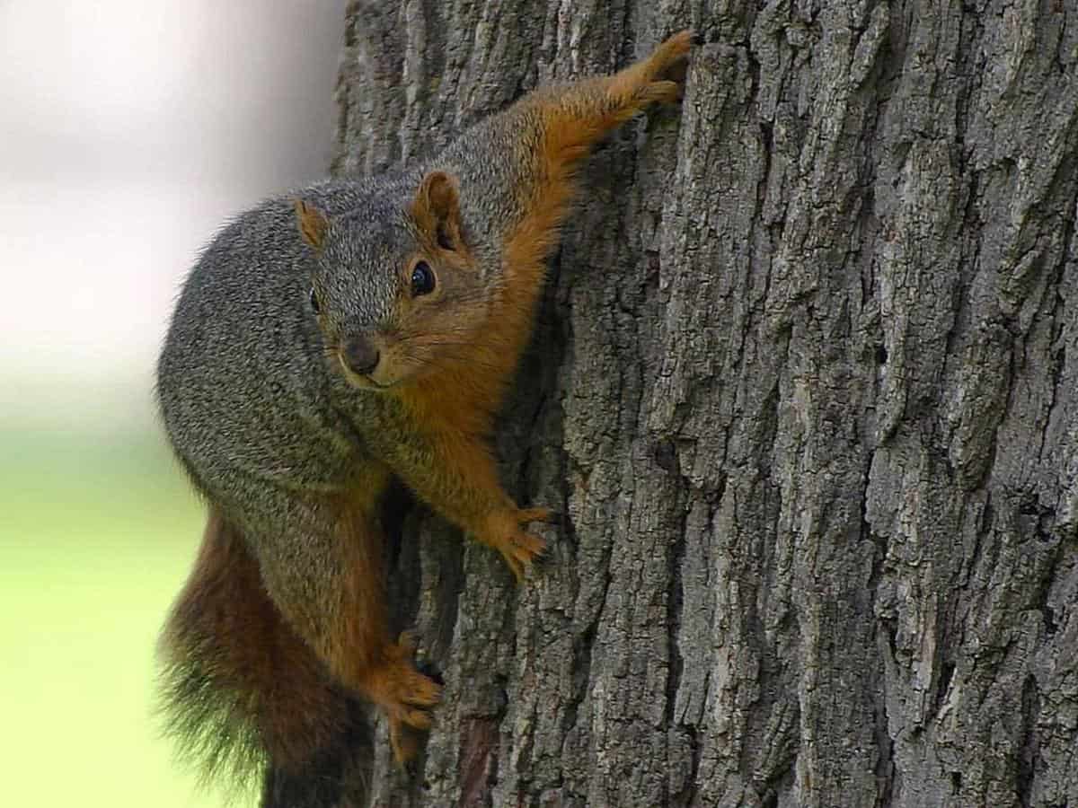 Using coffee grounds to deter squirrels from damaging plants