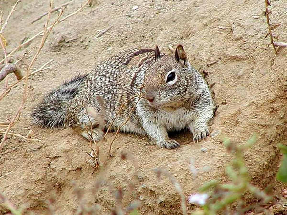 Squirrels avoiding areas with coffee grounds as a natural deterrent