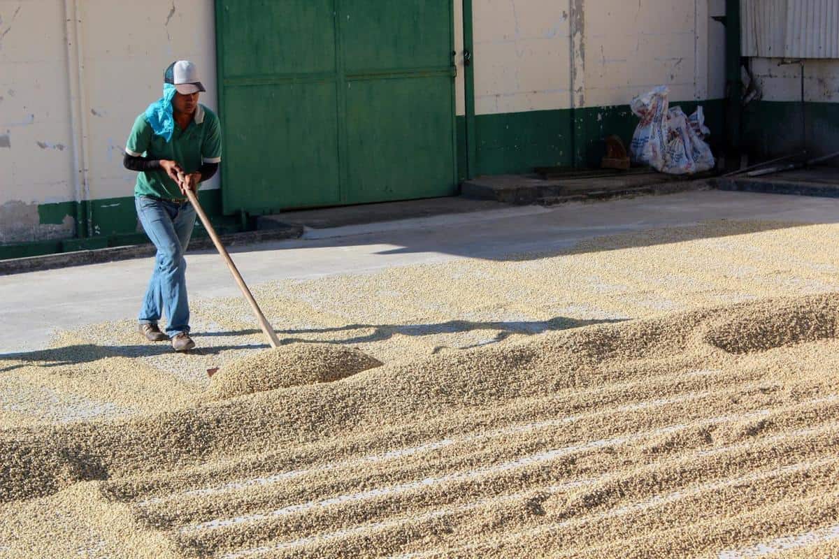 Freshly harvested coffee beans undergoing the drying process