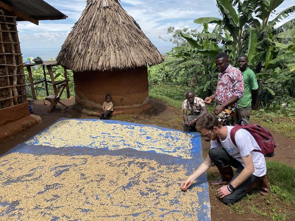 Traditional method of drying coffee beans before the roasting process begins