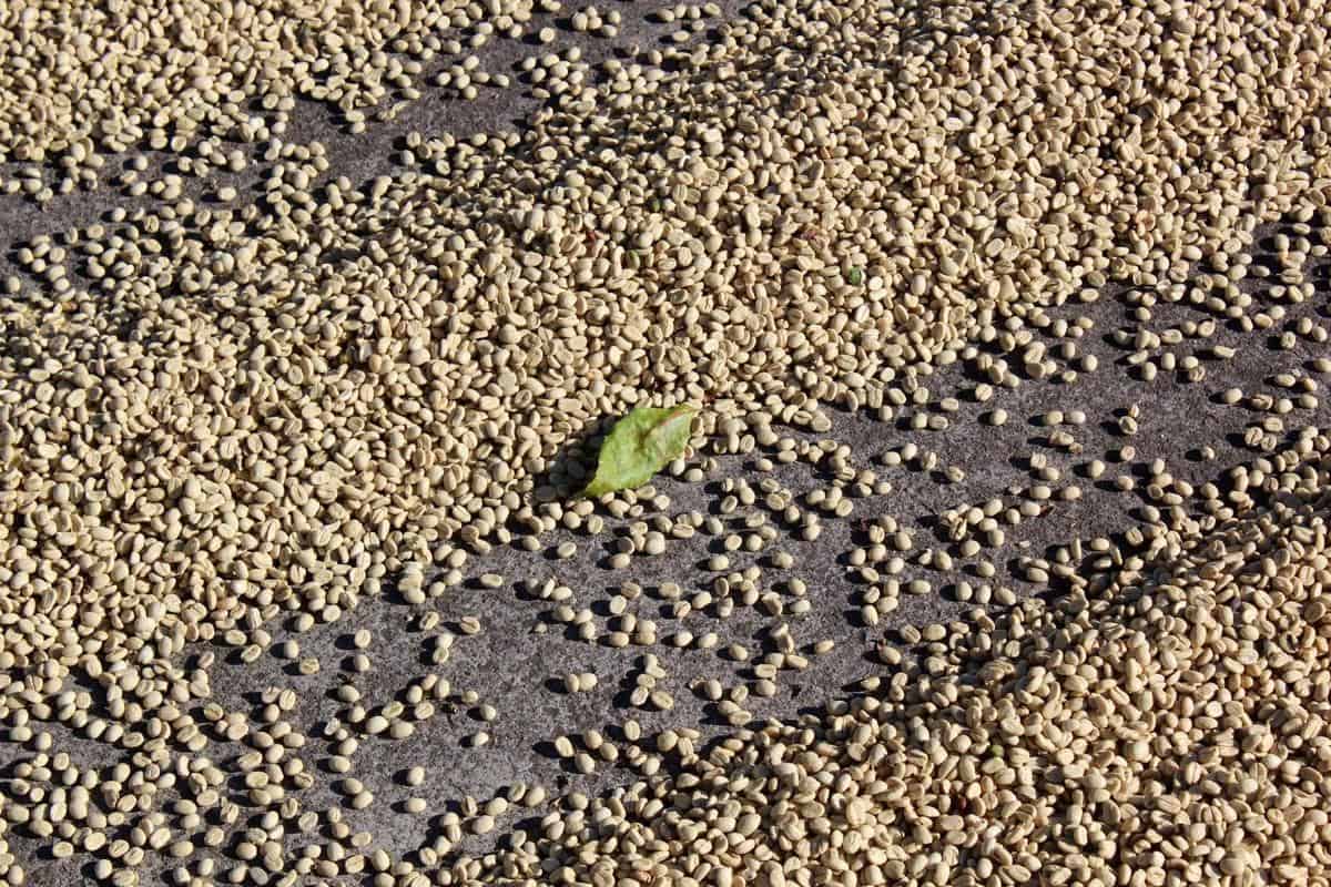 Sun-dried coffee beans arranged in a single layer for optimum drying