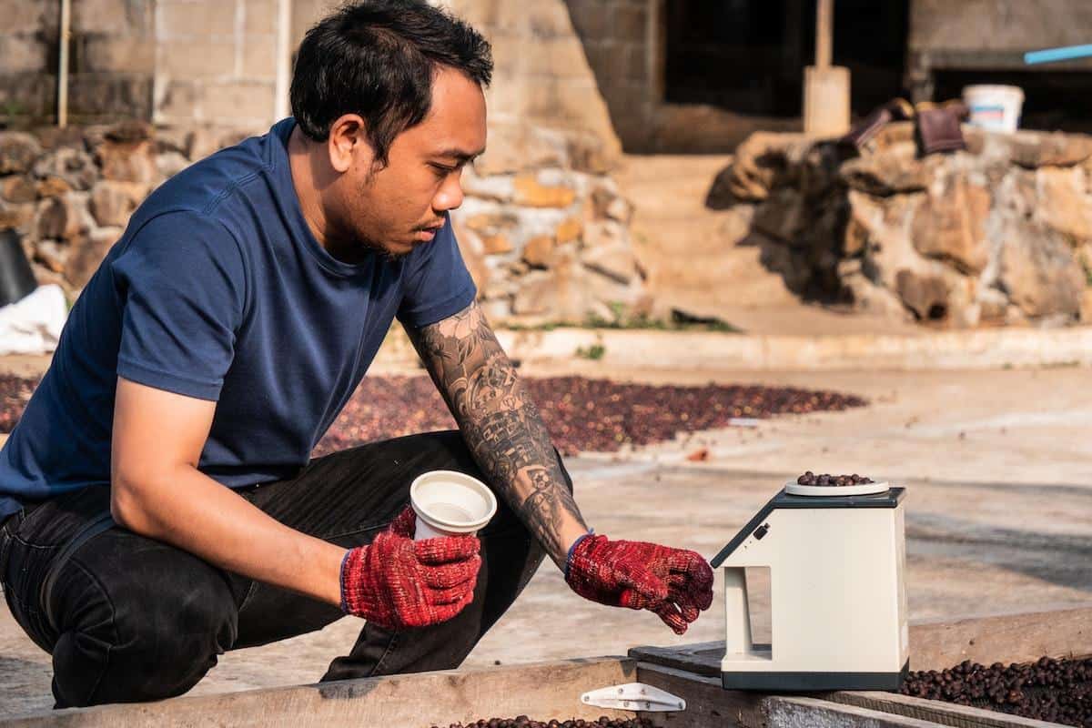 Handpicked coffee beans being air-dried to perfection