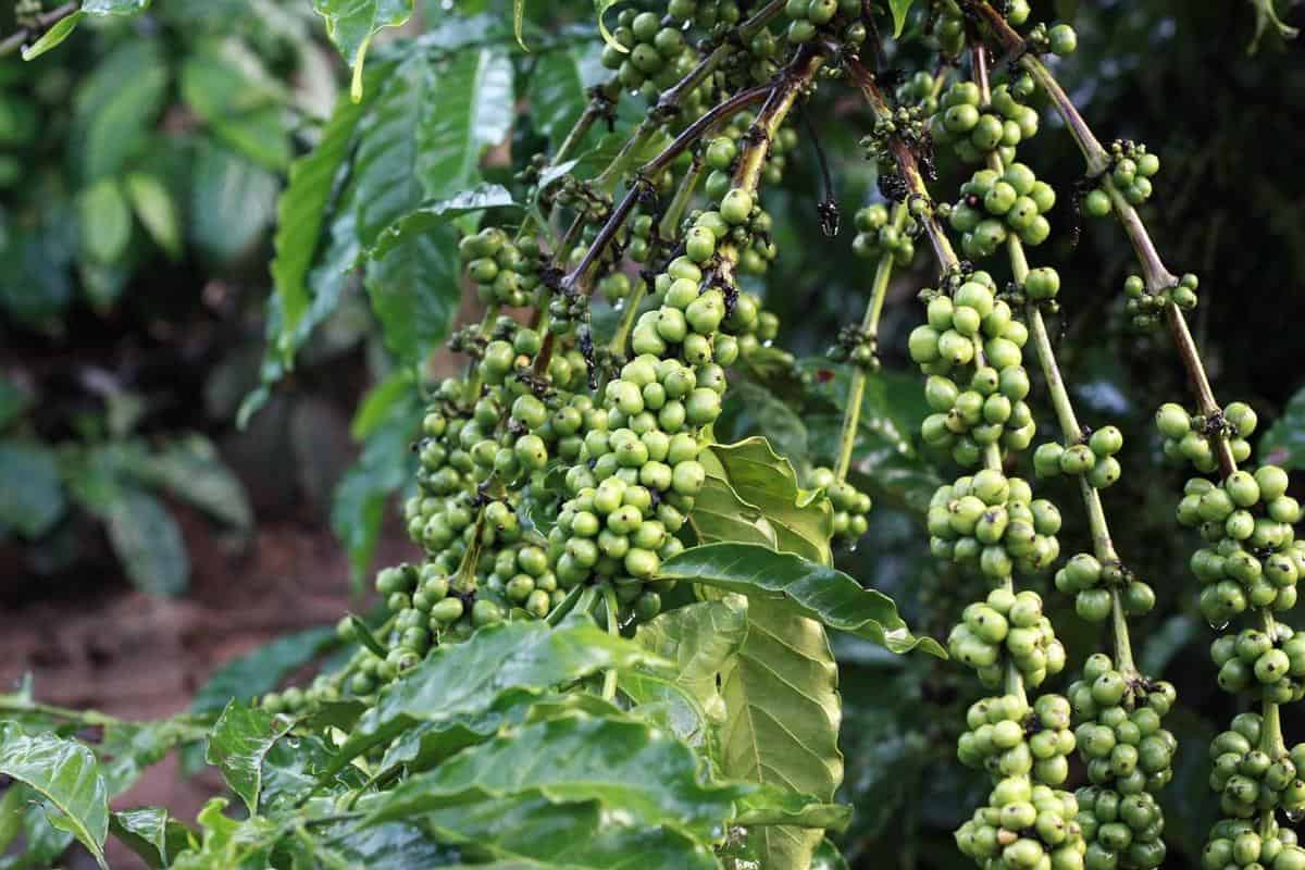 Organically grown green coffee beans on a wooden table