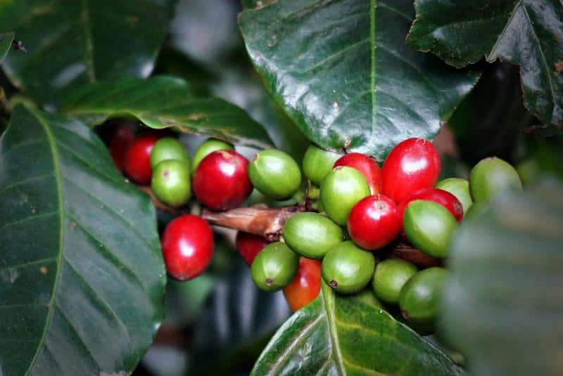 Experience the authentic taste of guatemala coffee, meticulously crafted and enjoyed around the world