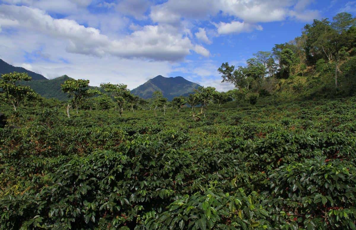 Savor the robust flavors of guatemalan coffee, known for its exceptional quality and delicate aroma