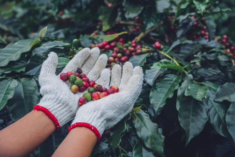 A graphic depicting the cultivation techniques involved in how are coffee beans grown