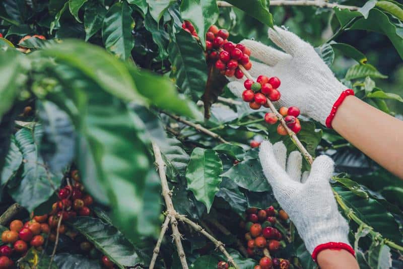 Visual representation of the journey from seed to harvest: how are coffee beans grown?