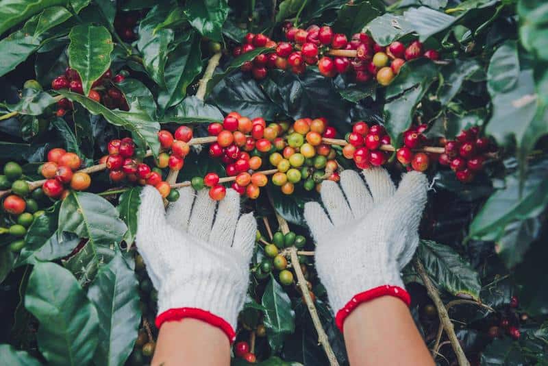 Image of coffee plantation showcasing the process of how are coffee beans grown