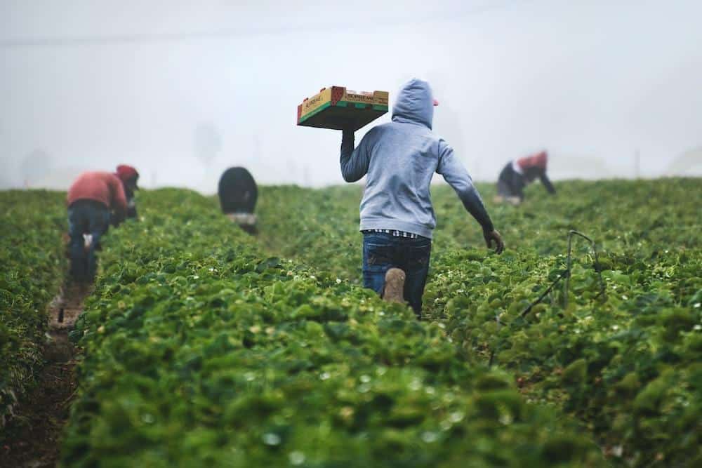 Unlocking the mystery: coffee fruit, the starting point of our daily cup of joy