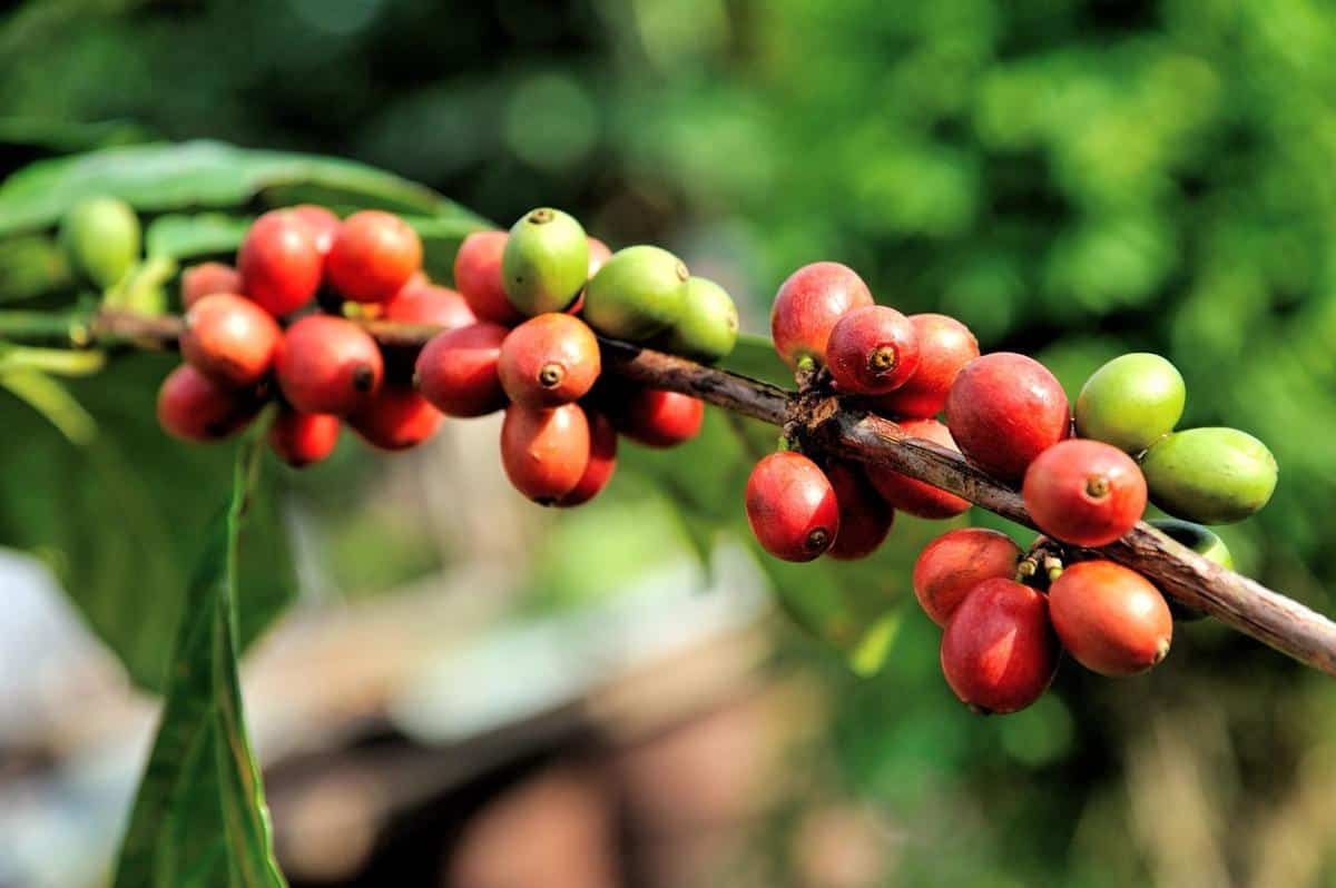 Illustration of a coffee tree - coffee: a vegetable or not?