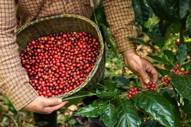 Organic jura coffee beans, sourced from the finest plantations worldwide