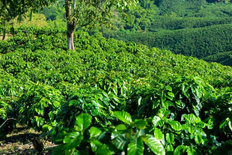 Handpicked latin american coffee beans ready for a perfect brew