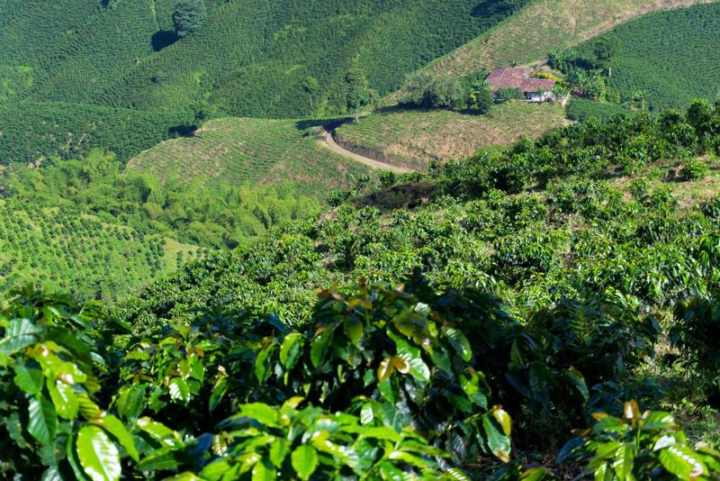 Aromatic latin american coffee beans freshly brewed in a cup