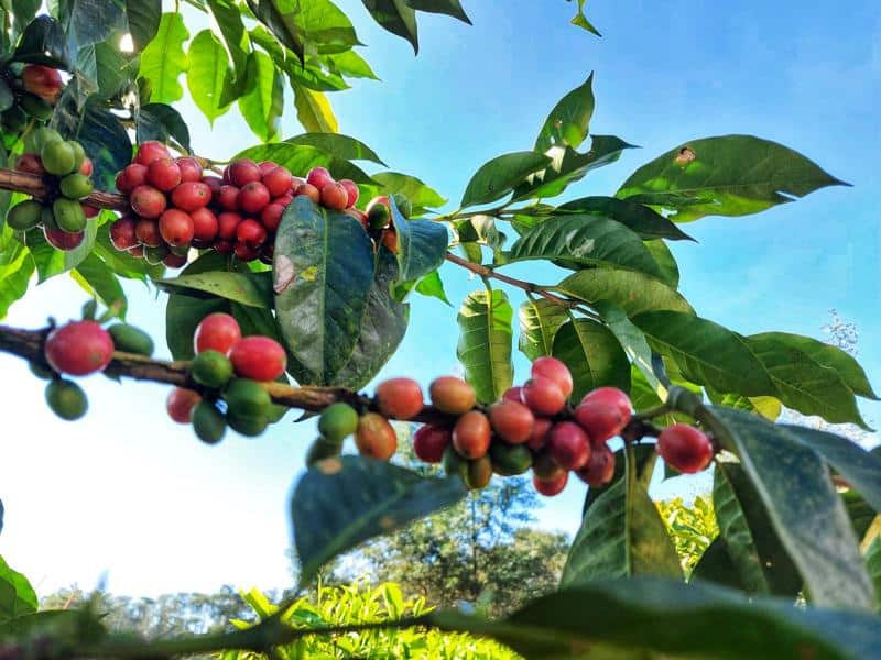 Freshly harvested liberca beans, ready to be roasted and brewed into a delightful beverage