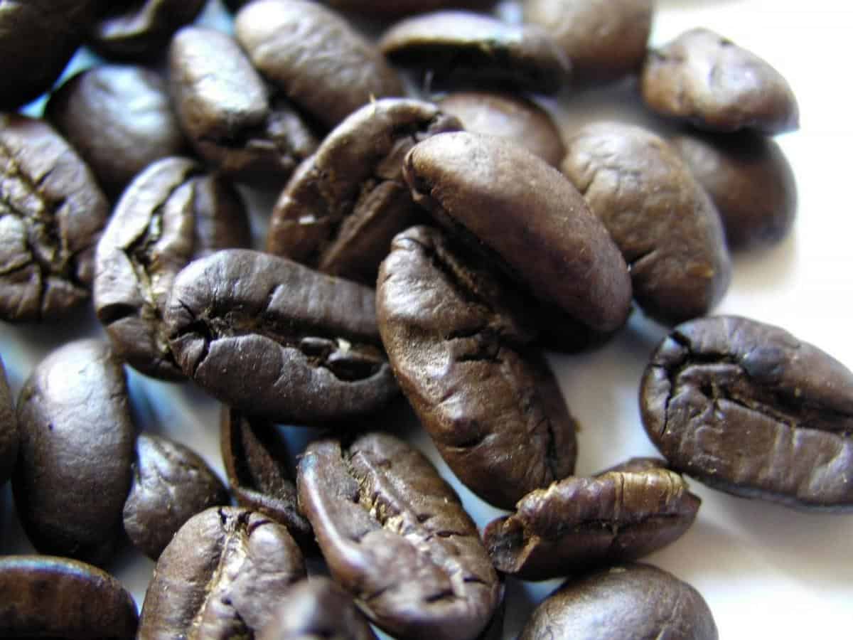 Aromatic and flavorful pacamara coffee beans sourced from high-altitude farms