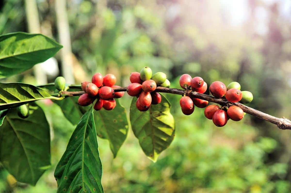 Stunning image of coffee cherries, the starting point of where do coffee beans come from