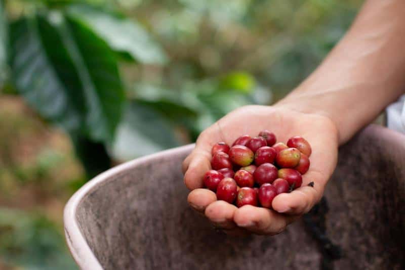 Uncover the geographical origins of coffee beans and their growth locations