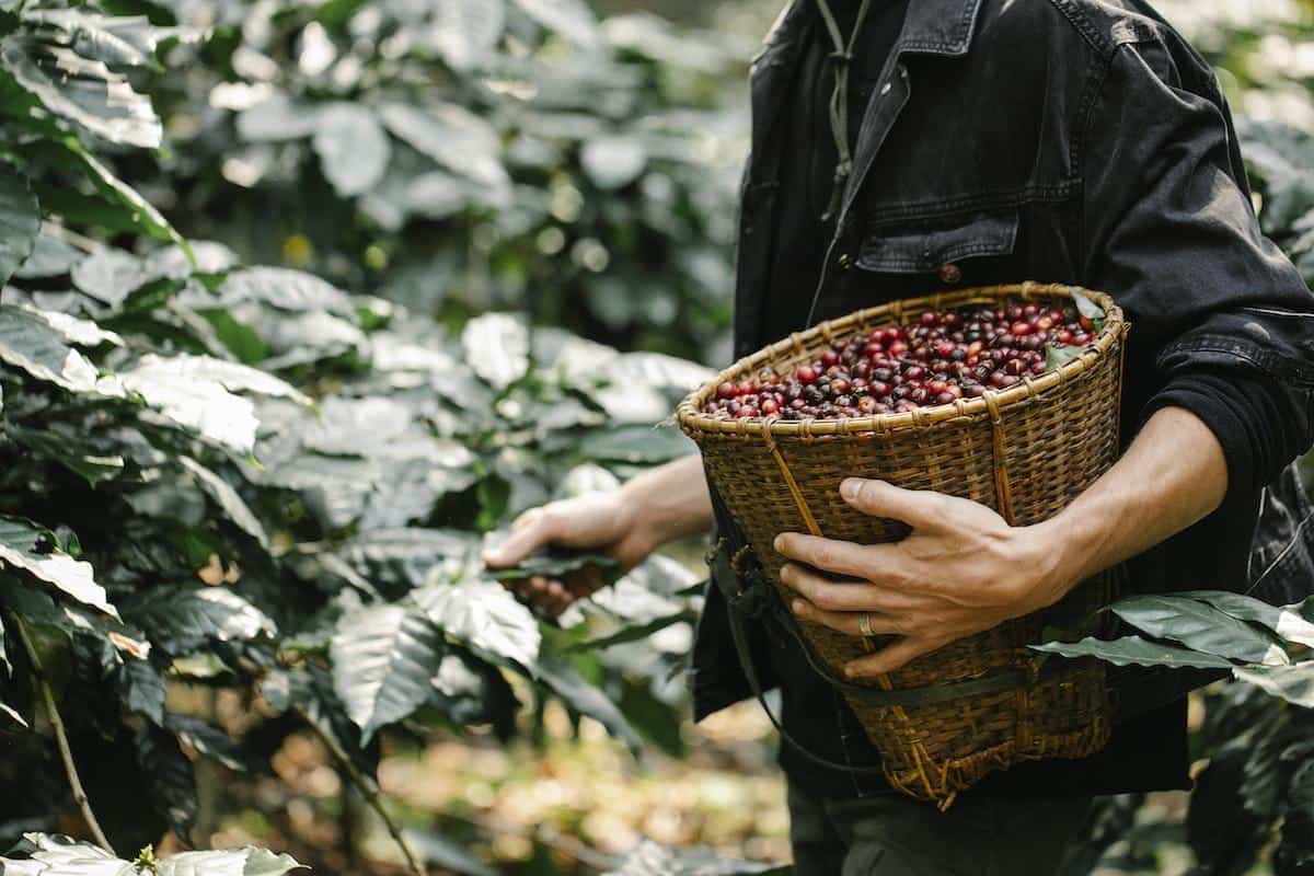 Discover the regions where coffee beans grow and thrive