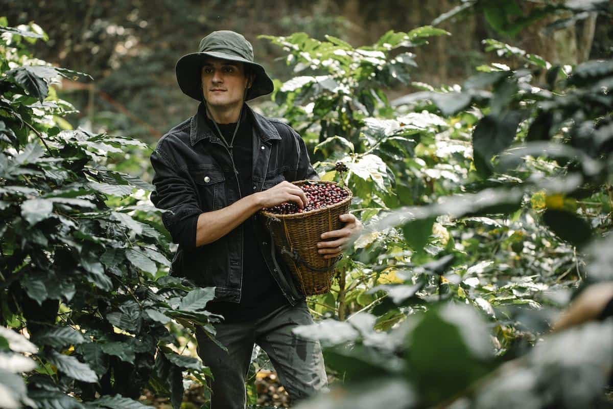 Explore the natural habitats where coffee beans are cultivated worldwide